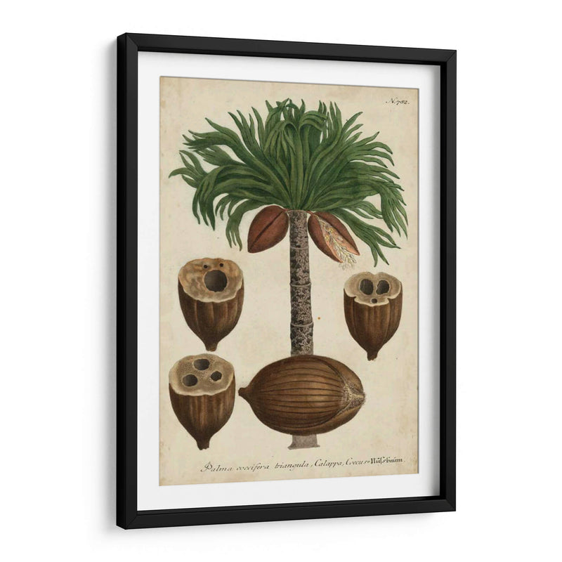 Vintage Tropicales I - Weinmann | Cuadro decorativo de Canvas Lab