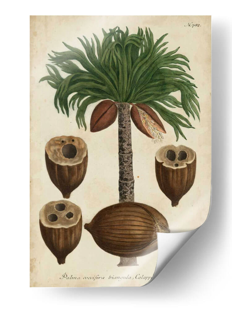 Vintage Tropicales I - Weinmann | Cuadro decorativo de Canvas Lab