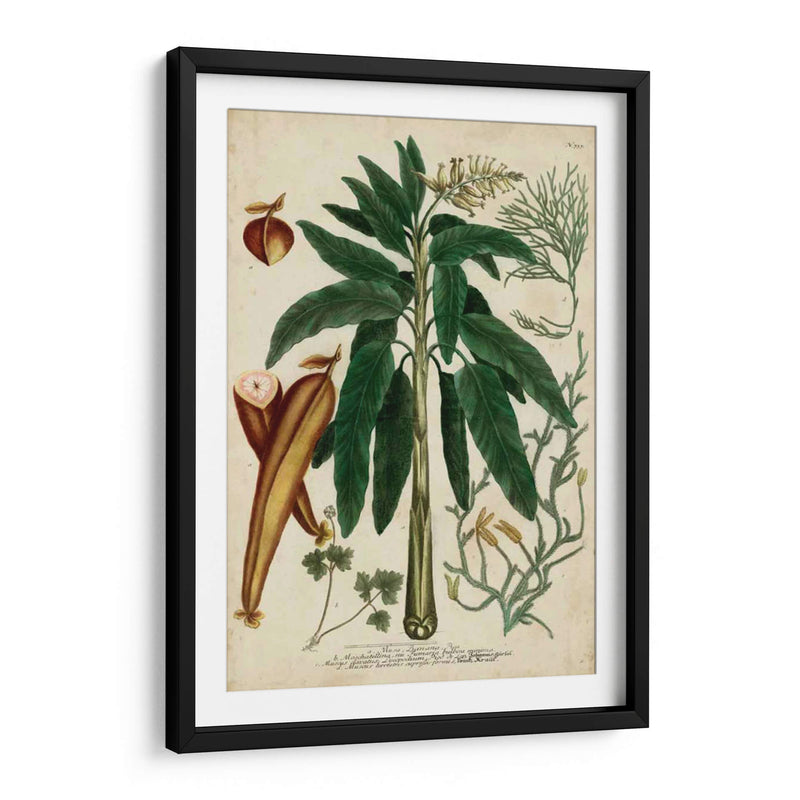 Vintage Tropicals Ii - Weinmann | Cuadro decorativo de Canvas Lab