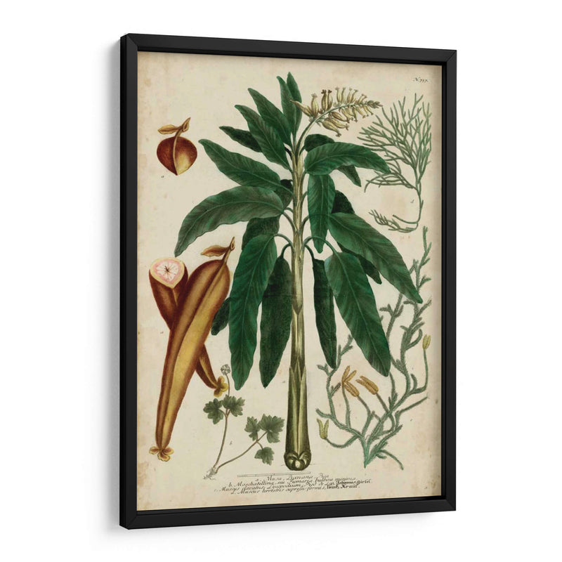 Vintage Tropicals Ii - Weinmann | Cuadro decorativo de Canvas Lab