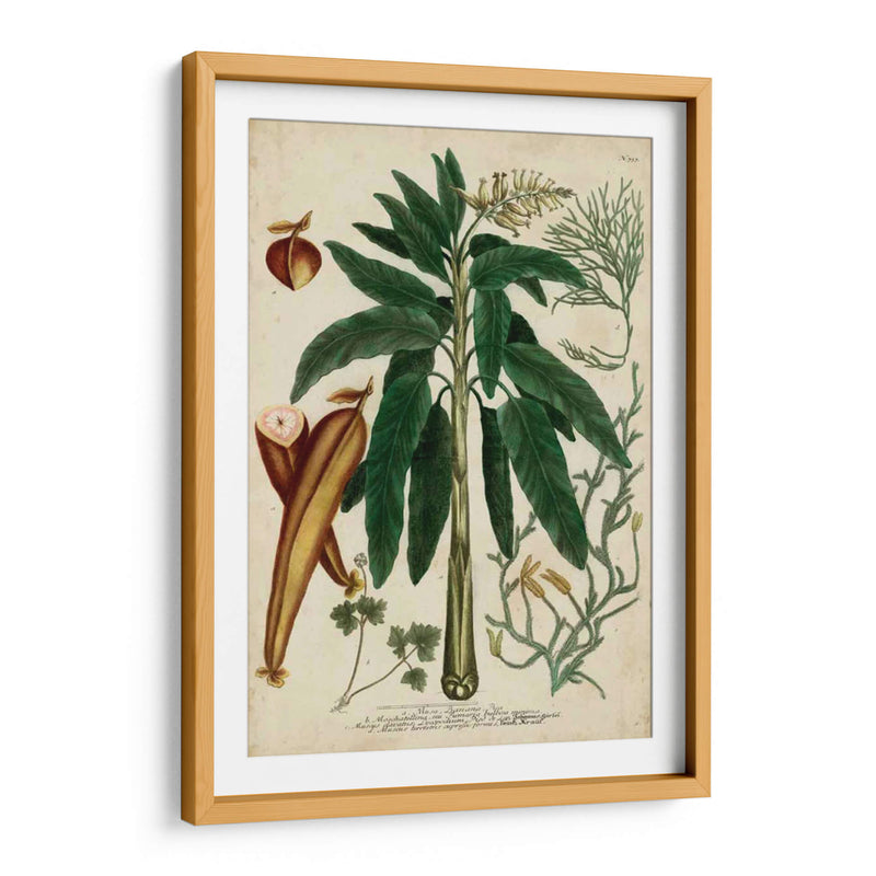 Vintage Tropicals Ii - Weinmann | Cuadro decorativo de Canvas Lab