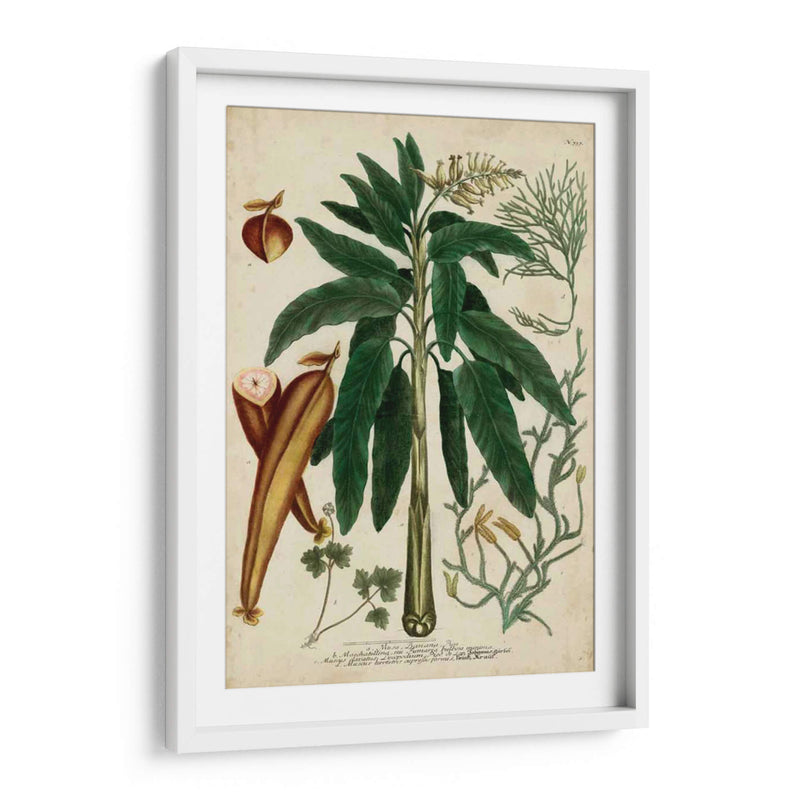 Vintage Tropicals Ii - Weinmann | Cuadro decorativo de Canvas Lab