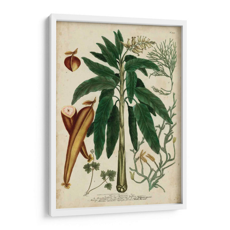 Vintage Tropicals Ii - Weinmann | Cuadro decorativo de Canvas Lab