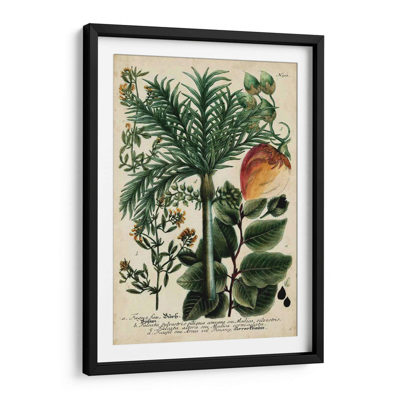 Vintage Tropicals Iii - Weinmann | Cuadro decorativo de Canvas Lab