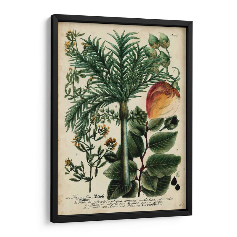 Vintage Tropicals Iii - Weinmann | Cuadro decorativo de Canvas Lab