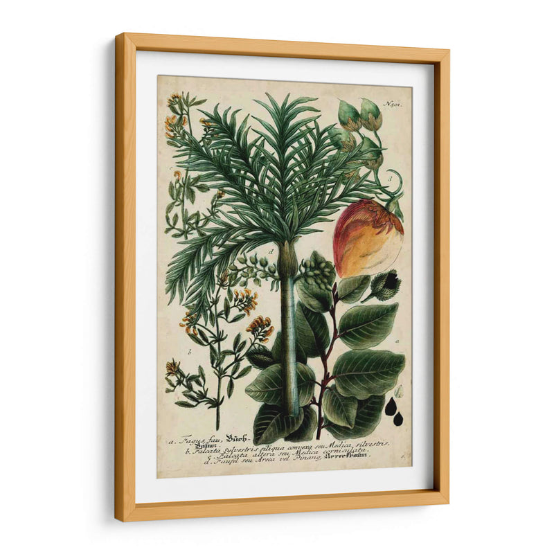 Vintage Tropicals Iii - Weinmann | Cuadro decorativo de Canvas Lab