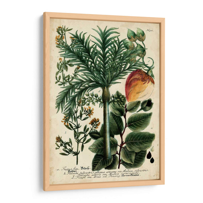 Vintage Tropicals Iii - Weinmann | Cuadro decorativo de Canvas Lab