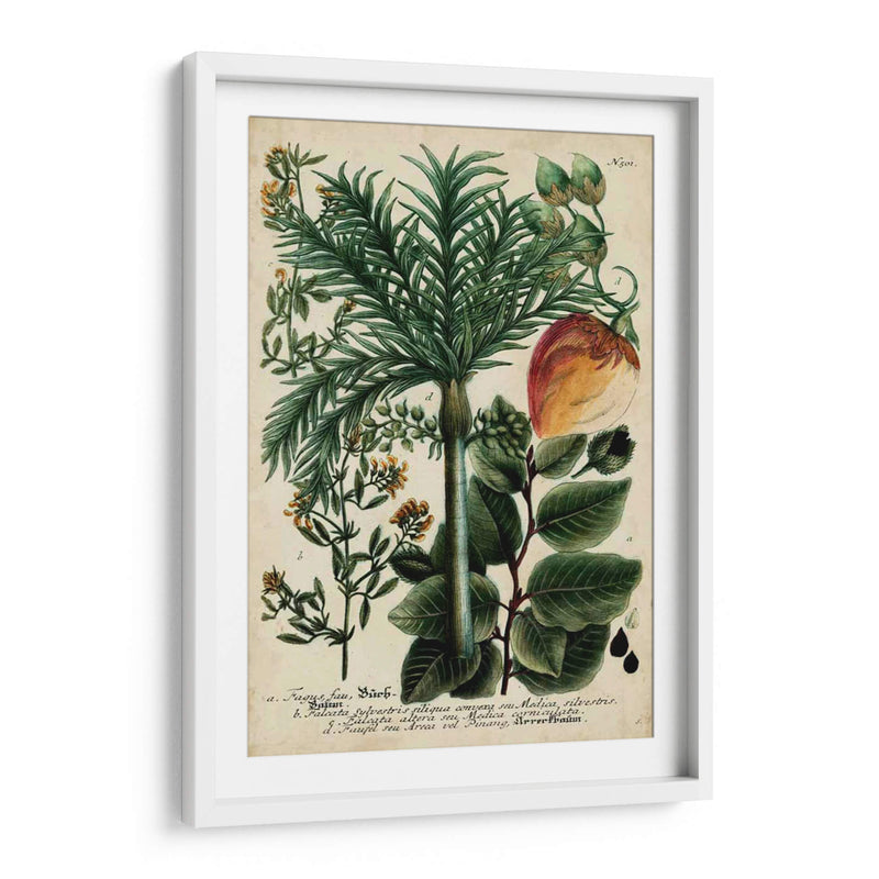 Vintage Tropicals Iii - Weinmann | Cuadro decorativo de Canvas Lab