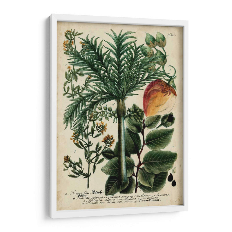 Vintage Tropicals Iii - Weinmann | Cuadro decorativo de Canvas Lab