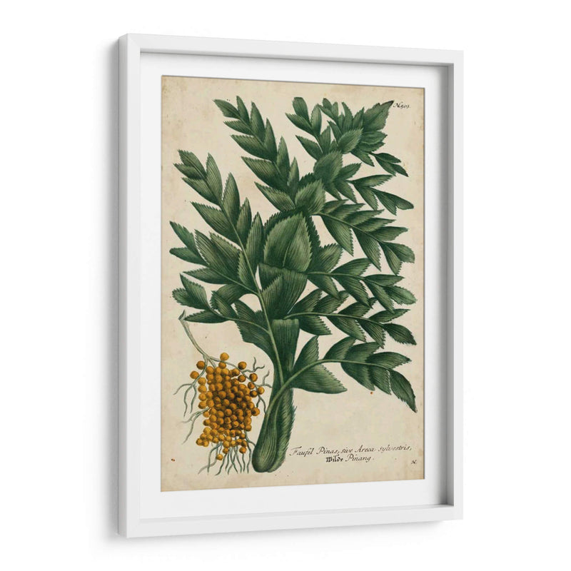 Vintage Tropicals V - Weinmann | Cuadro decorativo de Canvas Lab