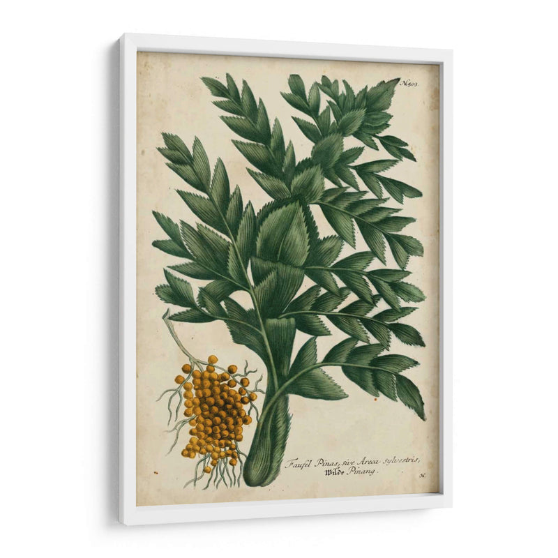 Vintage Tropicals V - Weinmann | Cuadro decorativo de Canvas Lab