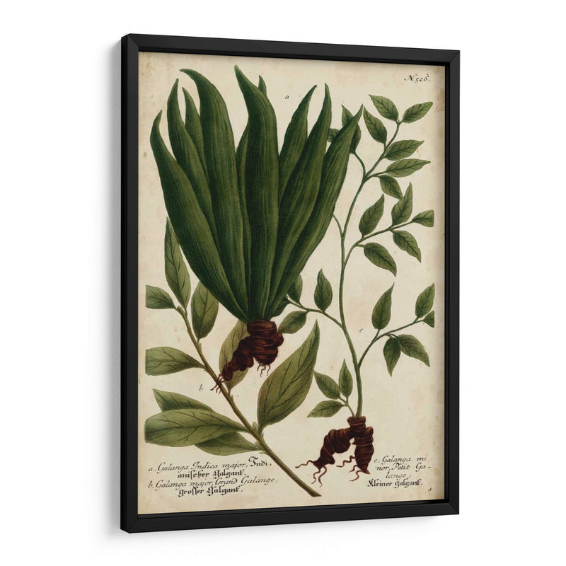 Vintage Tropicals Vi - Weinmann | Cuadro decorativo de Canvas Lab