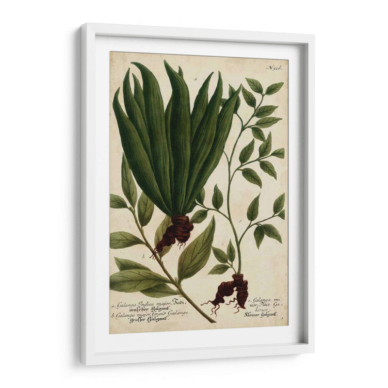 Vintage Tropicals Vi - Weinmann | Cuadro decorativo de Canvas Lab