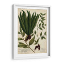 Vintage Tropicals Vi - Weinmann | Cuadro decorativo de Canvas Lab