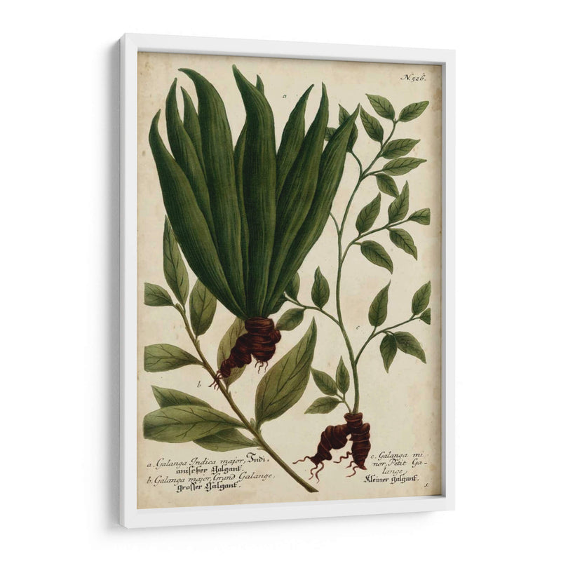 Vintage Tropicals Vi - Weinmann | Cuadro decorativo de Canvas Lab