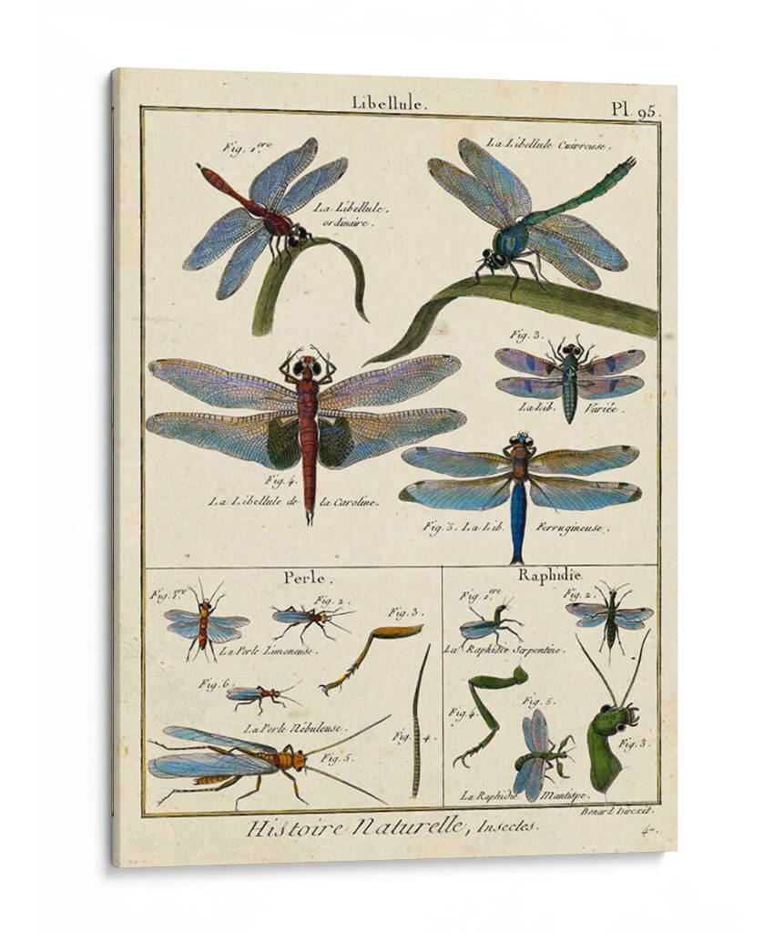 Histoire Naturelle Insectos I - Diderot | Cuadro decorativo de Canvas Lab