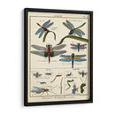 Histoire Naturelle Insectos I - Diderot | Cuadro decorativo de Canvas Lab