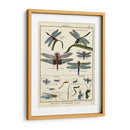 Histoire Naturelle Insectos I - Diderot | Cuadro decorativo de Canvas Lab