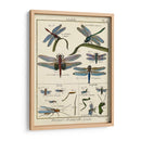 Histoire Naturelle Insectos I - Diderot | Cuadro decorativo de Canvas Lab