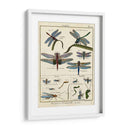 Histoire Naturelle Insectos I - Diderot | Cuadro decorativo de Canvas Lab