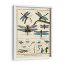 Histoire Naturelle Insectos I - Diderot | Cuadro decorativo de Canvas Lab