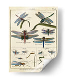 Histoire Naturelle Insectos I - Diderot | Cuadro decorativo de Canvas Lab