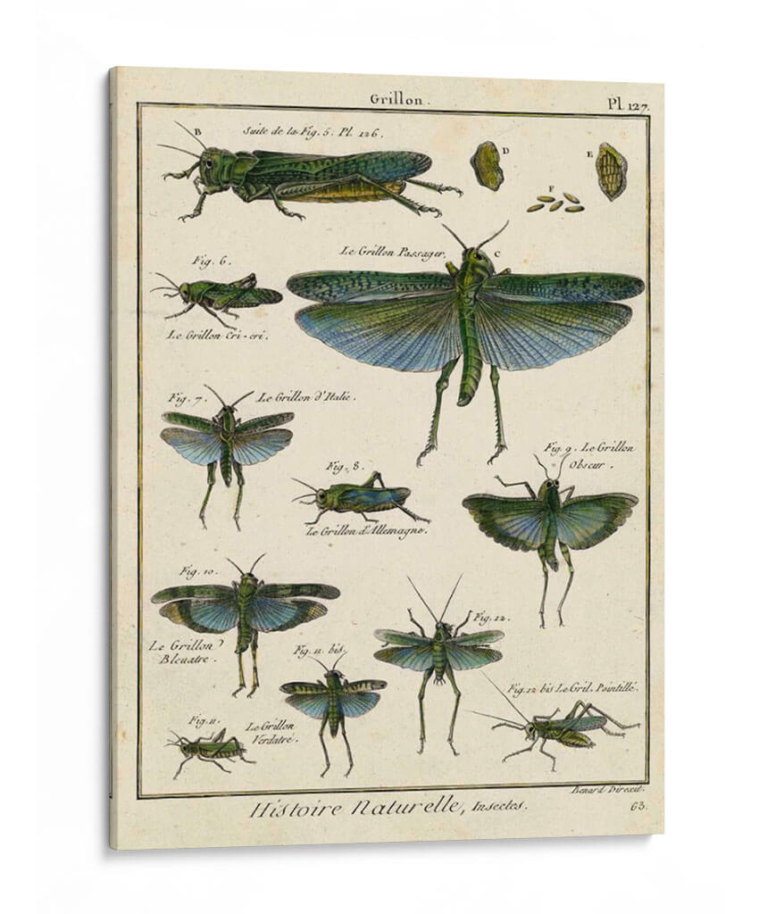 Histoire Naturelle Insectos Ii - Diderot | Cuadro decorativo de Canvas Lab