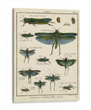 Histoire Naturelle Insectos Ii - Diderot | Cuadro decorativo de Canvas Lab