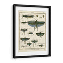 Histoire Naturelle Insectos Ii - Diderot | Cuadro decorativo de Canvas Lab