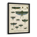 Histoire Naturelle Insectos Ii - Diderot | Cuadro decorativo de Canvas Lab