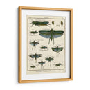 Histoire Naturelle Insectos Ii - Diderot | Cuadro decorativo de Canvas Lab
