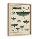Histoire Naturelle Insectos Ii - Diderot | Cuadro decorativo de Canvas Lab