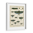 Histoire Naturelle Insectos Ii - Diderot | Cuadro decorativo de Canvas Lab