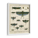 Histoire Naturelle Insectos Ii - Diderot | Cuadro decorativo de Canvas Lab