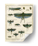 Histoire Naturelle Insectos Ii - Diderot | Cuadro decorativo de Canvas Lab