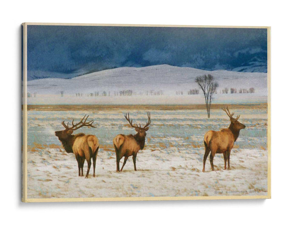 Alces De Refugio - Chris Vest | Cuadro decorativo de Canvas Lab