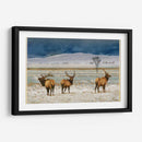 Alces De Refugio - Chris Vest | Cuadro decorativo de Canvas Lab