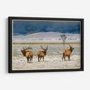 Alces De Refugio - Chris Vest | Cuadro decorativo de Canvas Lab