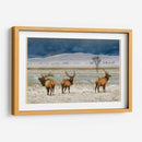 Alces De Refugio - Chris Vest | Cuadro decorativo de Canvas Lab