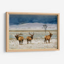 Alces De Refugio - Chris Vest | Cuadro decorativo de Canvas Lab