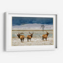 Alces De Refugio - Chris Vest | Cuadro decorativo de Canvas Lab