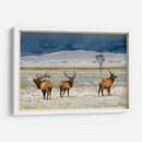 Alces De Refugio - Chris Vest | Cuadro decorativo de Canvas Lab