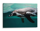 Nado de un pinguino | Cuadro decorativo de Canvas Lab