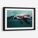 Nado de un pinguino | Cuadro decorativo de Canvas Lab
