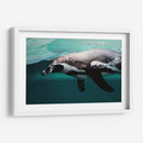 Nado de un pinguino | Cuadro decorativo de Canvas Lab
