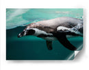 Nado de un pinguino | Cuadro decorativo de Canvas Lab