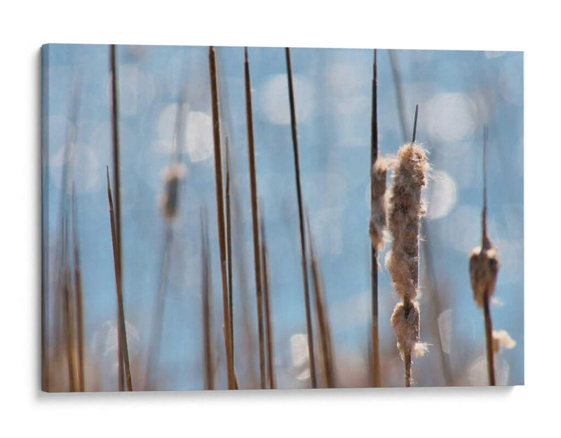 Danza Ligera En Cattails I - Leda Robertson | Cuadro decorativo de Canvas Lab