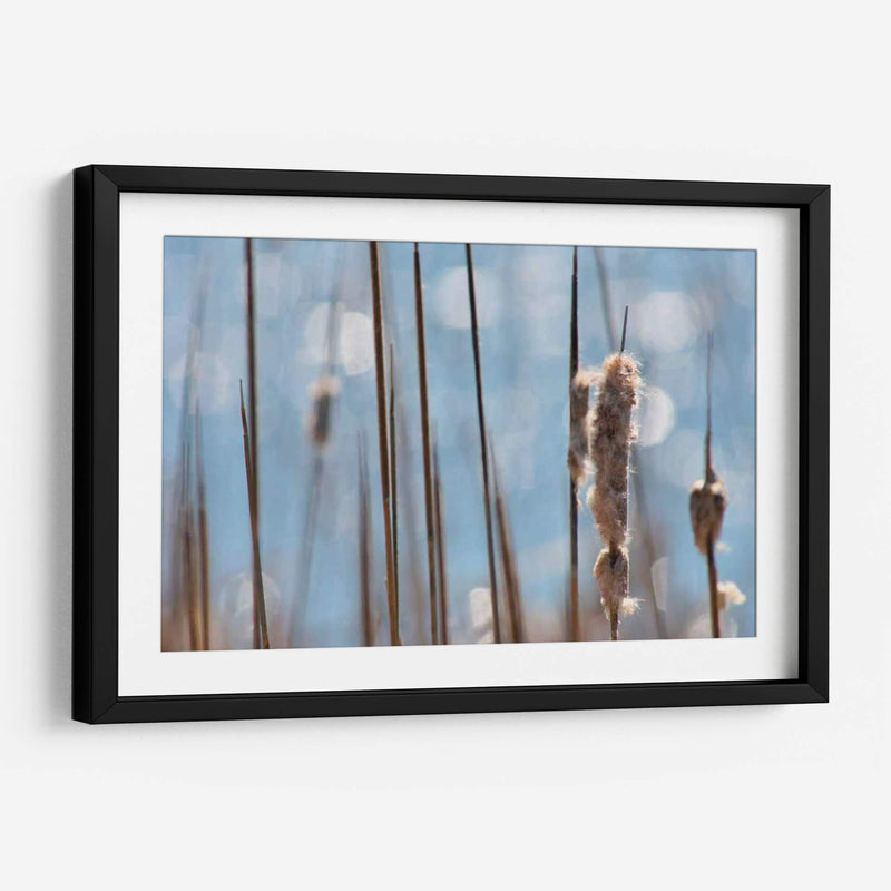 Danza Ligera En Cattails I - Leda Robertson | Cuadro decorativo de Canvas Lab