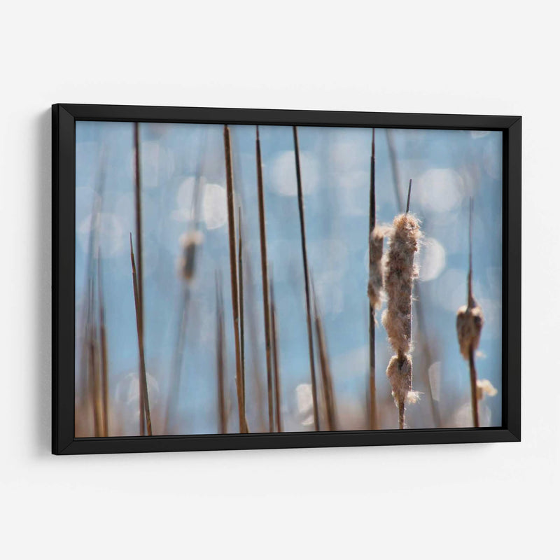 Danza Ligera En Cattails I - Leda Robertson | Cuadro decorativo de Canvas Lab