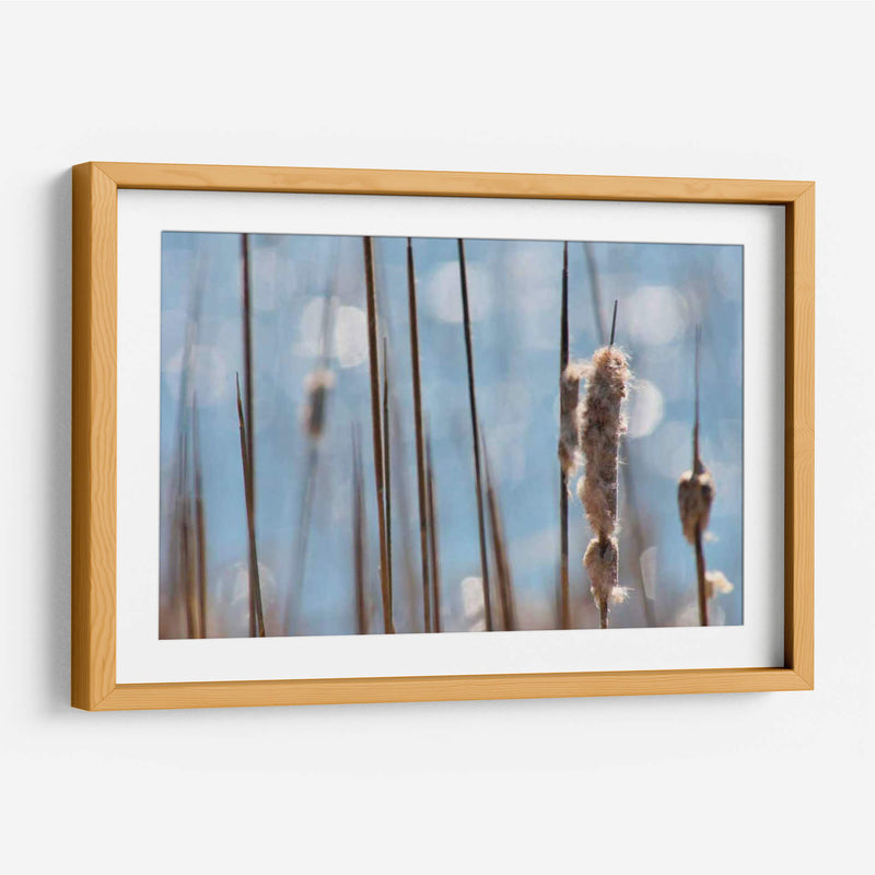 Danza Ligera En Cattails I - Leda Robertson | Cuadro decorativo de Canvas Lab